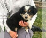 Small Photo #2 Australian Shepherd Puppy For Sale in HAVEN, KS, USA