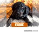 Small Photo #3 Goldendoodle Puppy For Sale in CASTLE ROCK, CO, USA