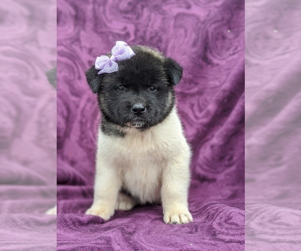 Medium Photo #5 Akita Puppy For Sale in PARADISE, PA, USA