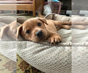 Labrador Retriever-Pembroke Welsh Corgi Mix Dogs for adoption in pomfret, CT, USA