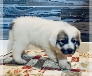 Medium Great Pyrenees