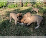 Small Photo #2 Mastiff Puppy For Sale in ANTHONY, KS, USA