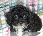 Small #4 Poodle (Toy)-Zuchon Mix