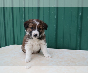 Border Collie Puppy for sale in LANSING, MI, USA