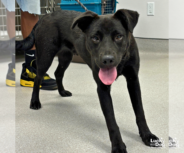 Medium Photo #2 Labrador Retriever-Retriever  Mix Puppy For Sale in Washington, DC, USA