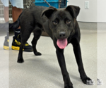 Small #1 Labrador Retriever-Retriever  Mix