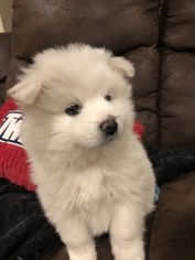 American Eskimo Dog Puppy for sale in NEW BLOOMFIELD, PA, USA