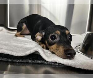 Chihuahua-Unknown Mix Dogs for adoption in Grand Prairie, TX, USA