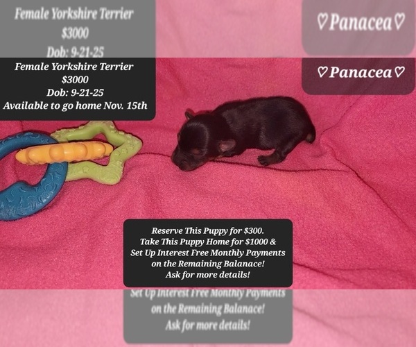Medium Photo #1 Yorkshire Terrier Puppy For Sale in TUCSON, AZ, USA
