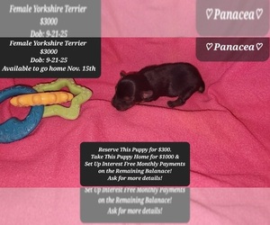 Yorkshire Terrier Puppy for sale in TUCSON, AZ, USA