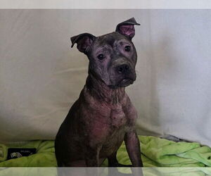 Isekai - Female Staffordshire Bull Terrier-Unknown Mix Dog for Adoption - Photo #4
