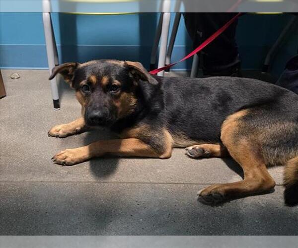 Medium Photo #1 German Shepherd Dog-Unknown Mix Puppy For Sale in Houston, TX, USA