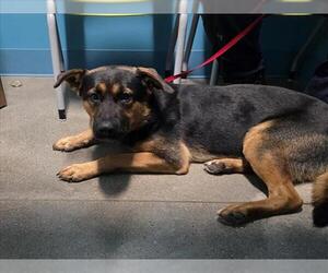 German Shepherd Dog-Unknown Mix Dogs for adoption in Houston, TX, USA