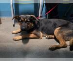 Small German Shepherd Dog Mix