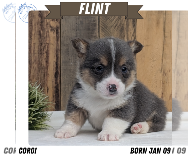 Medium Photo #1 Pembroke Welsh Corgi Puppy For Sale in GOSHEN, IN, USA