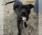 Small #1 American Staffordshire Terrier Mix