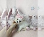 Small #23 Maltese