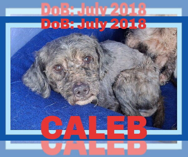 Medium Photo #5 Mutt Puppy For Sale in Sebec, ME, USA