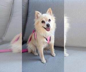 Buttercup - Female Chiranian Dog for Adoption - Photo #3