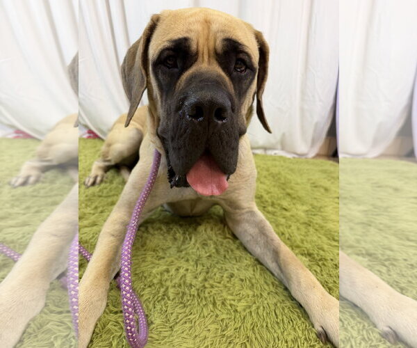 Medium Photo #2 Mutt Puppy For Sale in Goodyear, AZ, USA