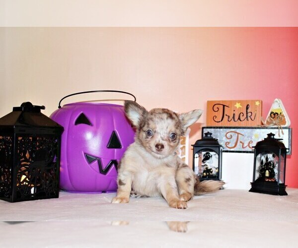 Medium Photo #3 Chihuahua Puppy For Sale in CHARLESTON, AR, USA