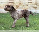Small #3 Labradoodle