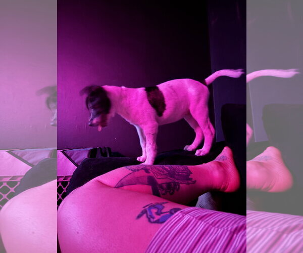 Medium Photo #7 Labrador Retriever-Unknown Mix Puppy For Sale in Sanford, FL, USA