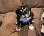 Puppy Maggie Mae English Bulldog