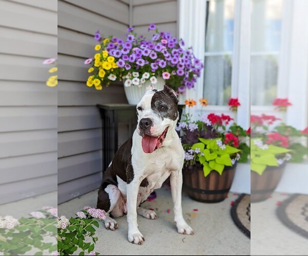 Medium Photo #2 American Pit Bull Terrier-Unknown Mix Puppy For Sale in Landenberg, PA, USA