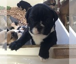 Small Photo #3 English Bulldogge Puppy For Sale in LAKESIDE, CA, USA