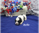 Small #4 Cavapoo