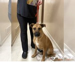 Small #11 Golden Retriever Mix