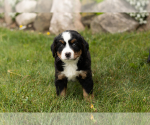 Bernese Mountain Dog Puppy for sale in MILLERSBURG, IN, USA
