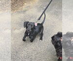 Small Photo #8 Mutt Puppy For Sale in Wakefield, RI, USA