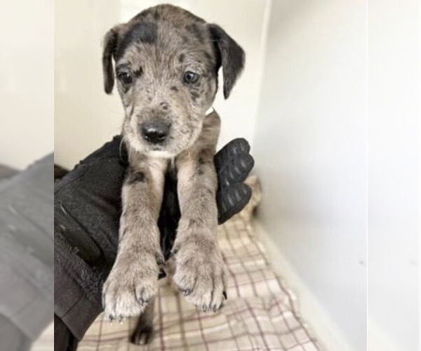 Medium Photo #1 Labrador Retriever Puppy For Sale in Houston, TX, USA