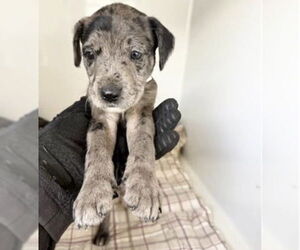 Labrador Retriever Dogs for adoption in Houston, TX, USA