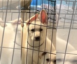 Puppy Grey German Shepherd Dog