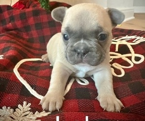 French Bulldog Puppy for sale in TROY, MI, USA