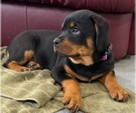 Small #1 Rottweiler