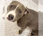 Small #1 American Pit Bull Terrier
