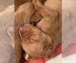 Small #5 Vizsla