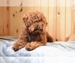 Small #4 Poodle (Toy)