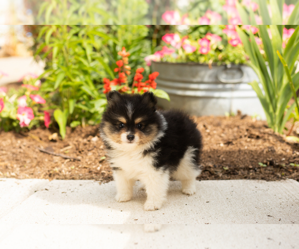 Medium Photo #1 Pomeranian Puppy For Sale in NAPPANEE, IN, USA