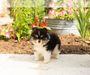 Pomeranian Puppy for sale in NAPPANEE, IN, USA