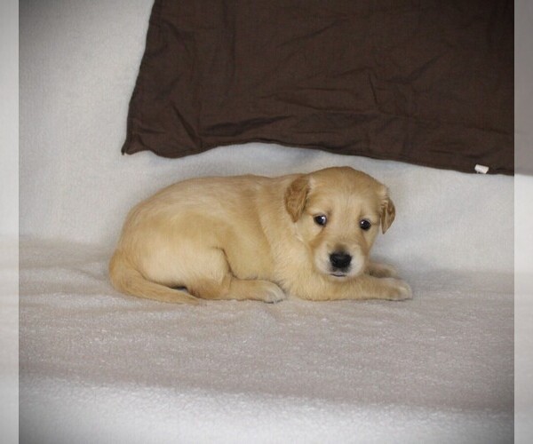 Medium Photo #2 Golden Retriever Puppy For Sale in BAYARD, NE, USA