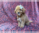 Small #8 Cavapoo (Miniature)