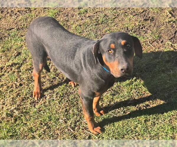 Medium Photo #1 Doberman Pinscher Puppy For Sale in Riverside, CA, USA