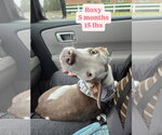 Small Photo #12 Unknown-Whippet Mix Puppy For Sale in Virginia Beach, VA, USA