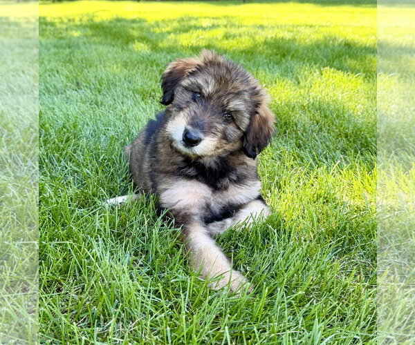 Medium Photo #5 Australian Shepherd-Unknown Mix Puppy For Sale in Plainfield, IL, USA