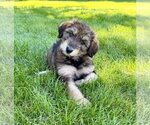 Small #4 Australian Shepherd Mix